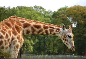"Woburn family trip giraffe"